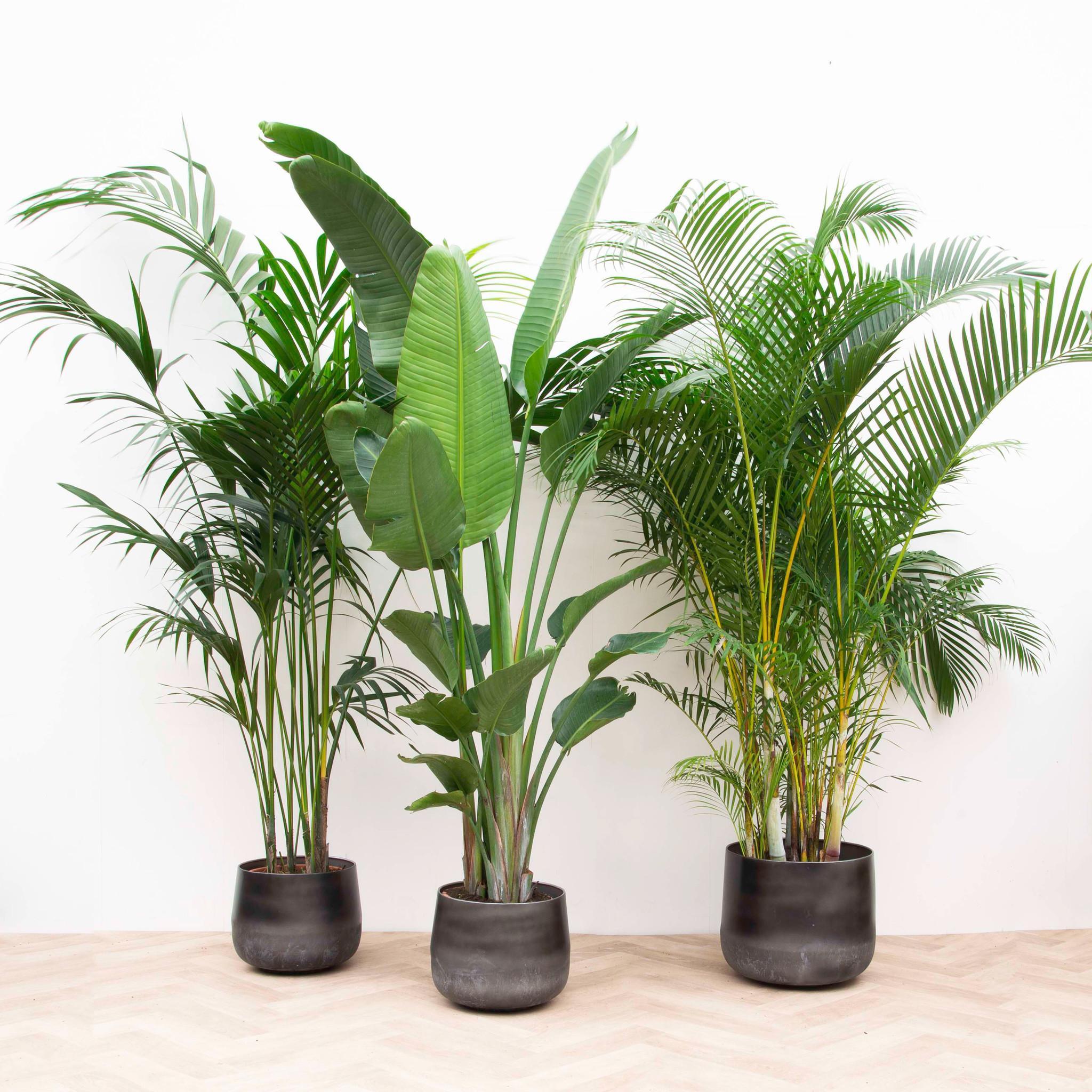 Het vinden van de juiste kamerplant Green Phantasy