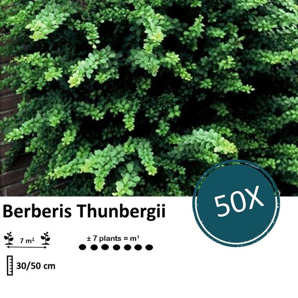 Berberis thunbergii - ↕30-50cm - blote wortel - 50x