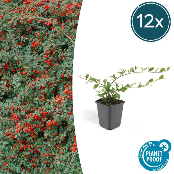 Cotoneaster dam. 'Major' - ↕25cm - Ø9cm - 12x