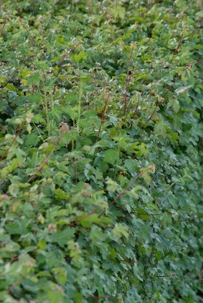 Acer campestre - Blote wortel - 100/125 - 25x