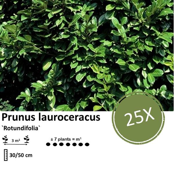 Prunus lauroceracus `Rotundifolia`- ↕30-50cm - blote wortel - 25x