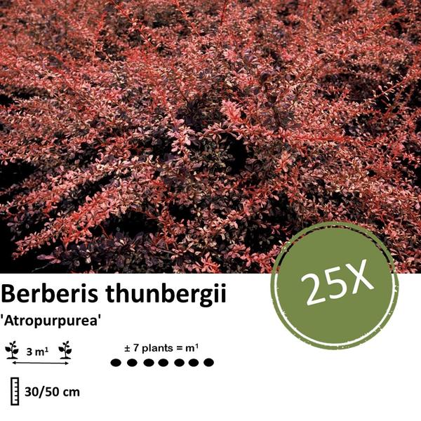 Berberis thunbergii 'Atropurpurea' - ↕30-50cm - blote wortel - 25x