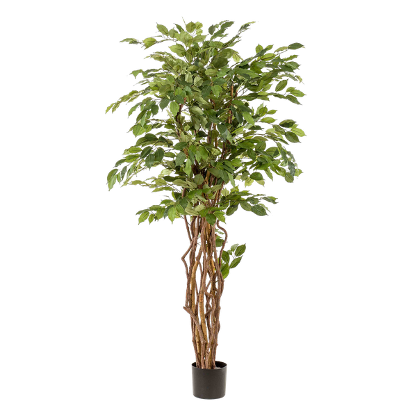kunstplant - Ficus liana - Vioolbladplant - 170cm