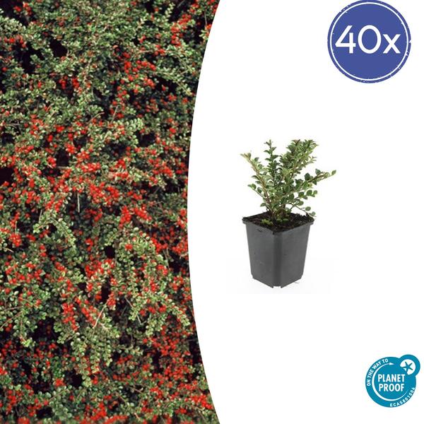 Cotoneaster horizontalis - ↕10-25cm - Ø9cm - 40x