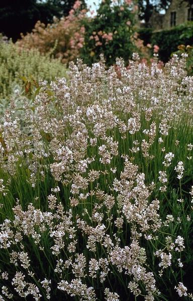 Lavandula int. 'Edelweiss' - ↕10-25cm - Ø9cm - 6x