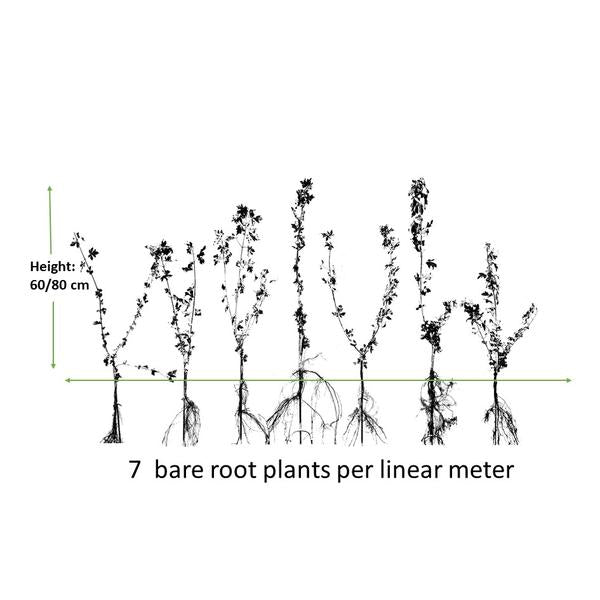 Acer campestre - Blote wortel - 60/80 - 100x