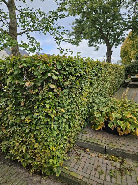 Fagus sylvatica - Blote wortel - 80/100 - 50x