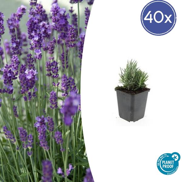 Lavandula ang. 'Dwarf Blue' - ↕10-25cm - Ø9cm - 40x