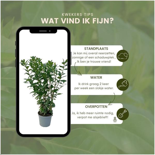 Grote Laurierkers Planten Novita voor 10 strekkende meter haag | - 12L - 25 x | ↨ 100-125 cm