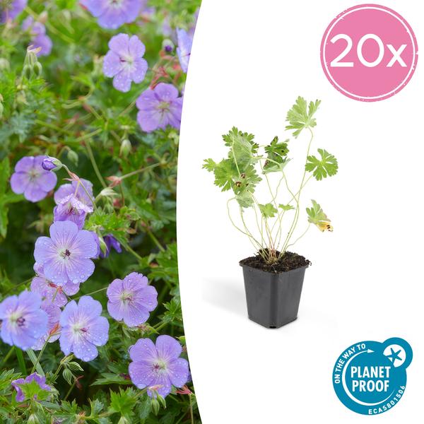 Geranium Rozanne - ↕10-25cm - Ø9cm - 20x