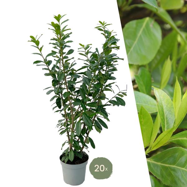 Grote Laurierkers Planten Novita voor 10 strekkende meter haag | - 15L - 20x | ↨ 125-150 cm