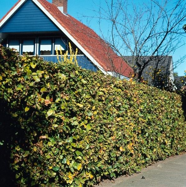 Fagus sylvatica - Blote wortel - 40/60 - 50x