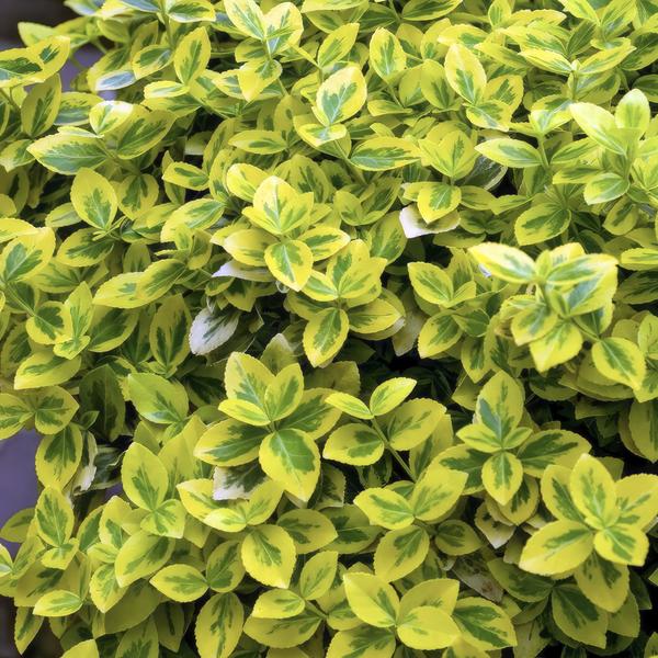 Euonymus fort. 'Emerald 'n Gold’ - ↕10-25cm - Ø9cm - 20x