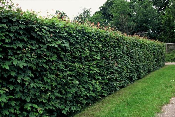 Acer campestre - Blote wortel - 100/125 - 25x