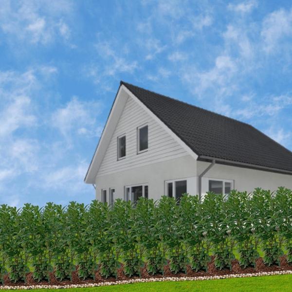Grote Laurierkers Planten Novita voor 10 strekkende meter haag | - 12L - 25 x | ↨ 100-125 cm