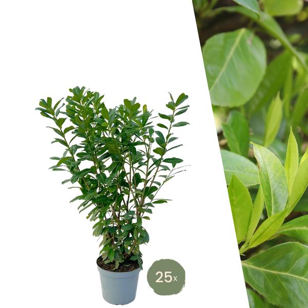 Grote Laurierkers Planten Novita voor 10 strekkende meter haag | - 12L - 25 x | ↨ 100-125 cm