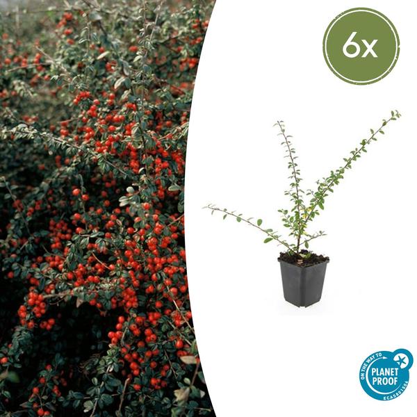 Cotoneaster suec. 'Coral Beauty' - ↕10-25cm - Ø9cm - 6x