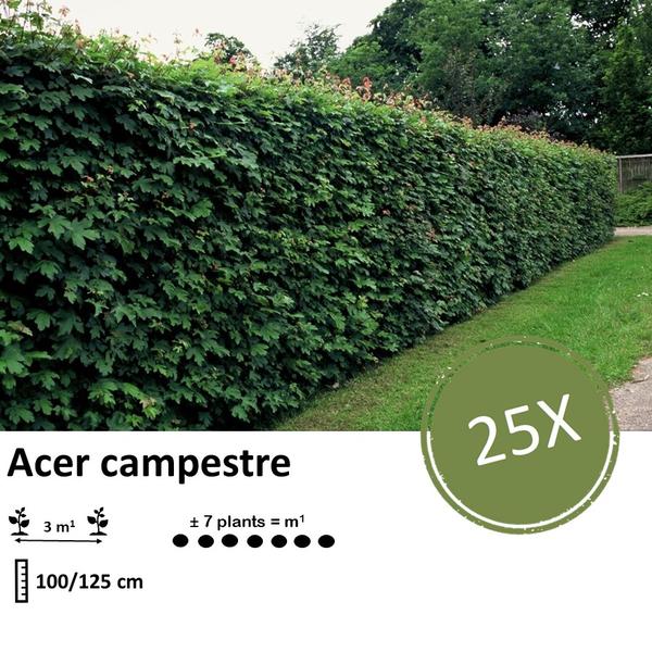 Acer campestre - Blote wortel - 100/125 - 25x