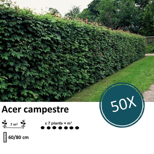Acer campestre - Blote wortel - 60/80 - 50x