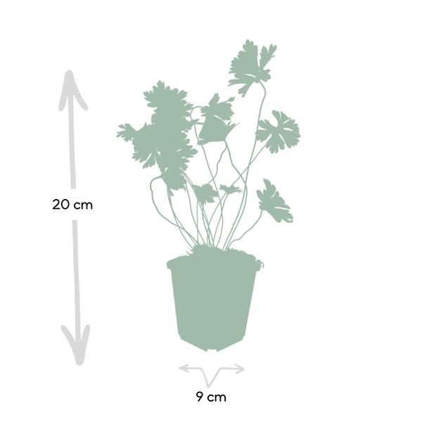 Geranium Rozanne - ↕10-25cm - Ø9cm - 20x