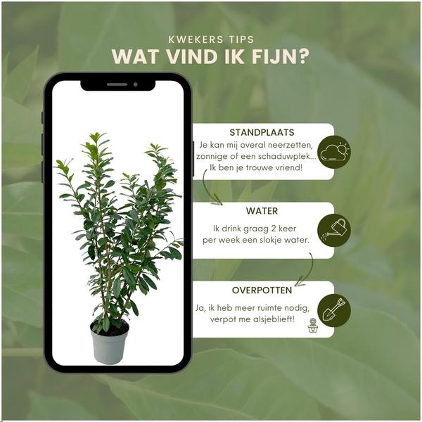 Grote Laurierkers Planten Novita voor 10 strekkende meter haag | - 15L - 20x | ↨ 125-150 cm