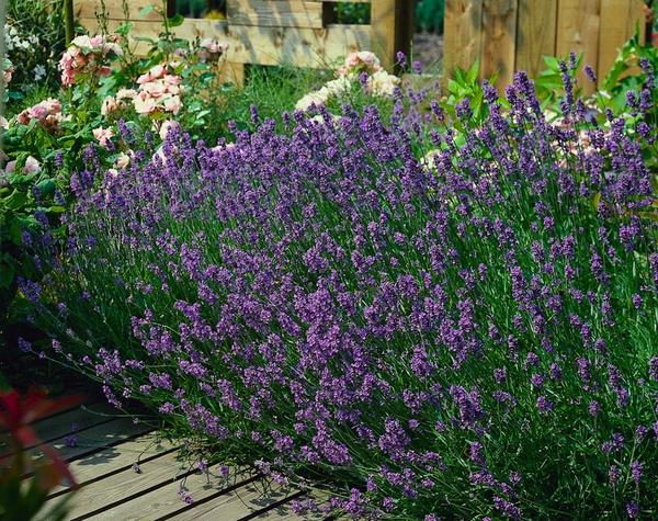 Lavandula ang. 'Munstead' - ↕10-25cm - Ø9cm - 40x