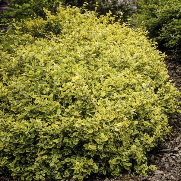 Euonymus fort. 'Emerald 'n Gold’ - ↕10-25cm - Ø9cm - 20x