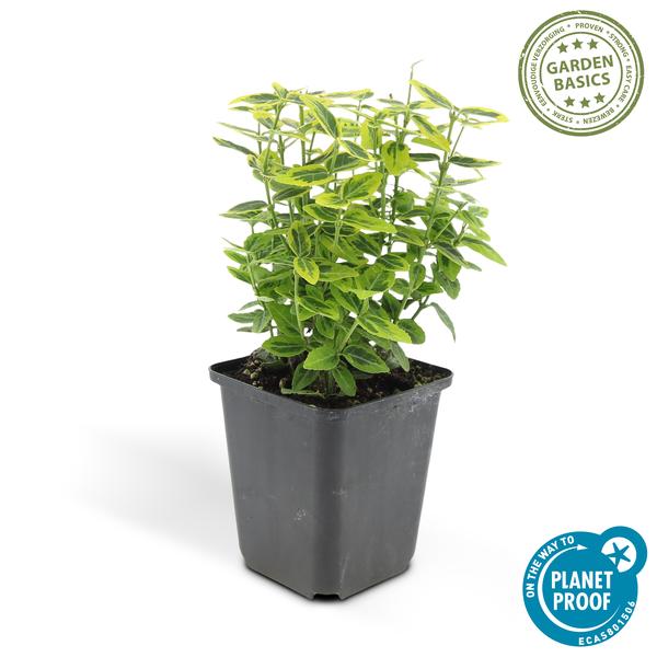 Euonymus fort. 'Emerald 'n Gold’ - ↕10-25cm - Ø9cm - 20x