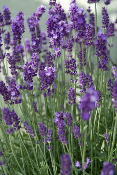 Lavandula ang. 'Dwarf Blue' - ↕10-25cm - Ø9cm - 40x