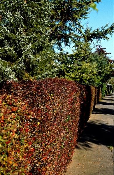 Berberis thunbergii 'Atropurpurea' - ↕30-50cm - blote wortel - 25x