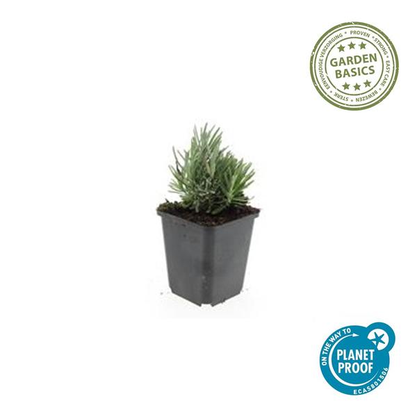 Lavandula ang. 'Dwarf Blue' - ↕10-25cm - Ø9cm - 40x