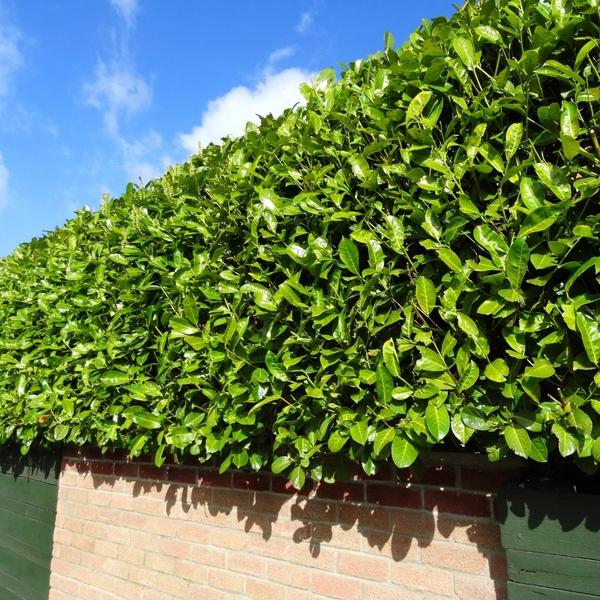 Grote Laurierkers Planten Novita voor 10 strekkende meter haag | - 12L - 25 x | ↨ 100-125 cm