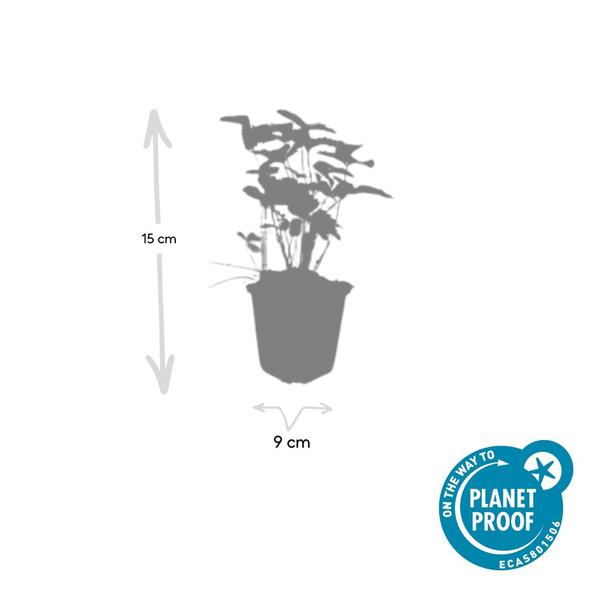 Fragaria vesca - ↕10-25cm - Ø9cm - 40x