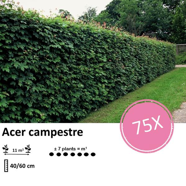 Acer campestre - Blote wortel - 40/60 - 75x