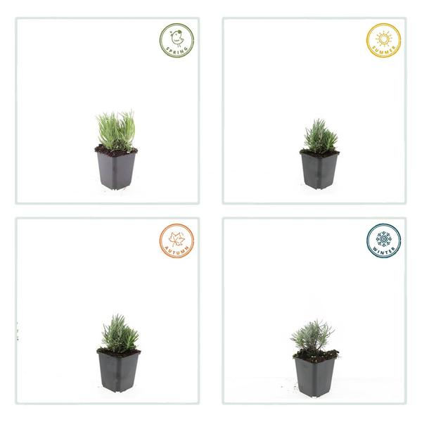 Lavandula ang. 'Dwarf Blue' - ↕10-25cm - Ø9cm - 40x