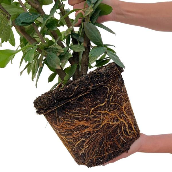 Grote Laurierkers Planten Novita voor 10 strekkende meter haag | - 12L - 25 x | ↨ 100-125 cm