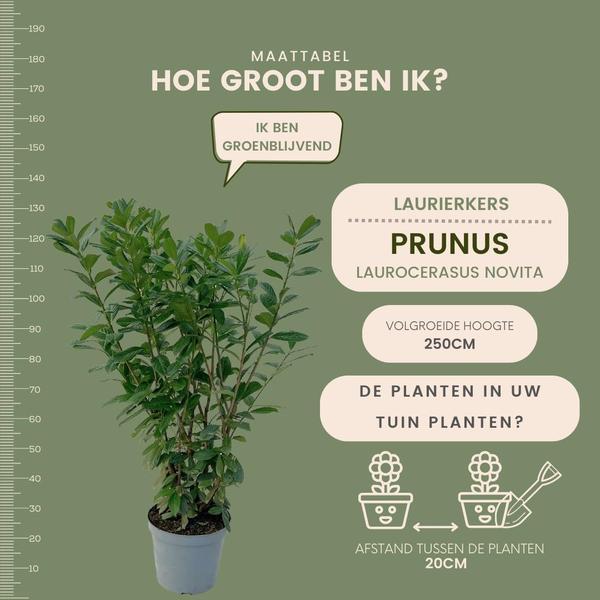 Grote Laurierkers Planten Novita voor 10 strekkende meter haag | - 12L - 25 x | ↨ 100-125 cm