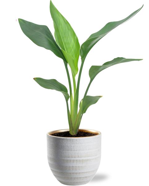 Strelitzia Reginea - Ø12cm - ↕40cm + Beau Pot D14x13cm - Wit