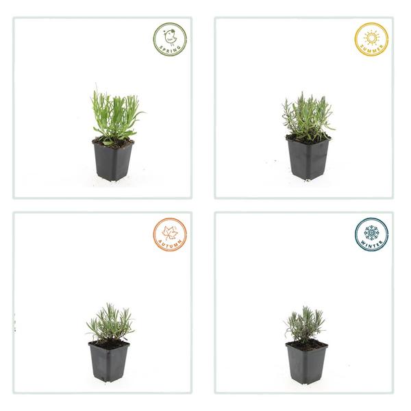Lavandula ang. 'Munstead' - ↕10-25cm - Ø9cm - 6x