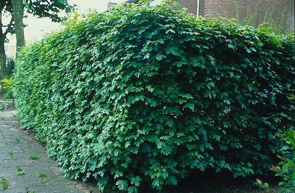 Acer campestre - Blote wortel - 100/125 - 25x