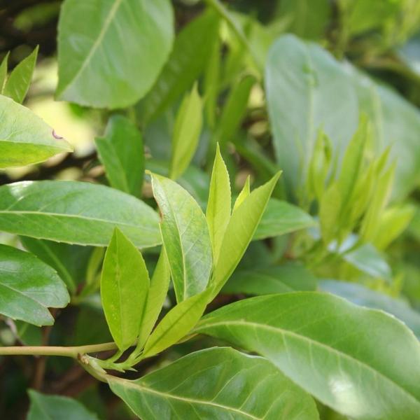 Grote Laurierkers Planten Novita voor 10 strekkende meter haag | - 12L - 25 x | ↨ 100-125 cm