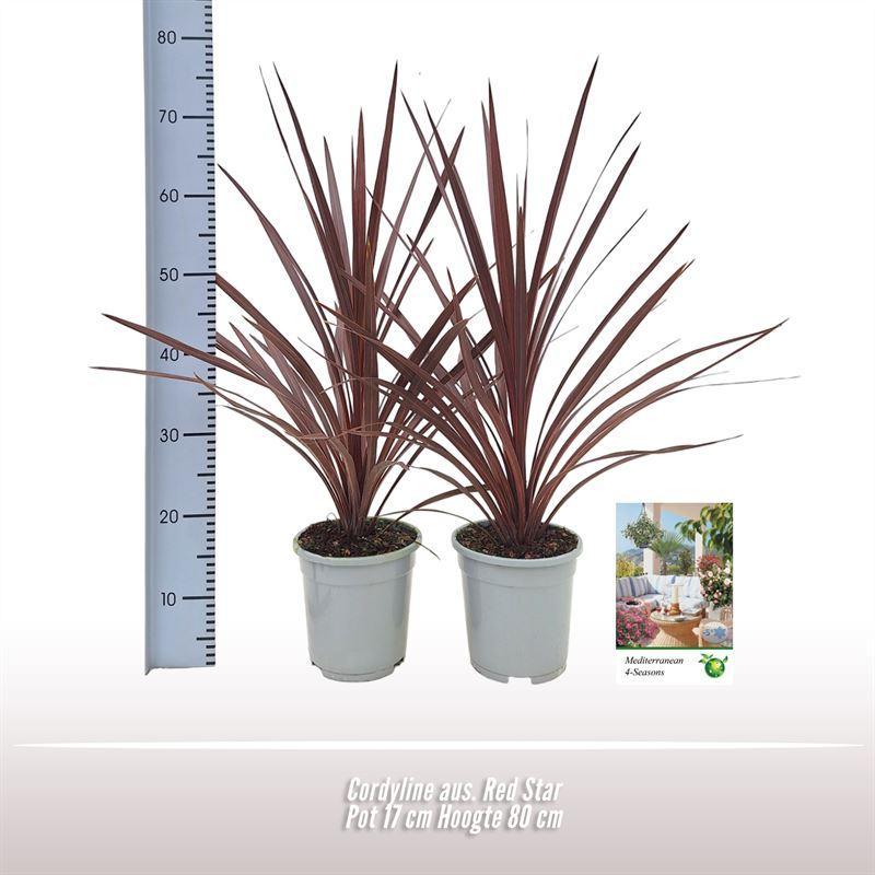 Cordyline Aus. Red Star - 1 stuk - Ø17cm - ↕80cm