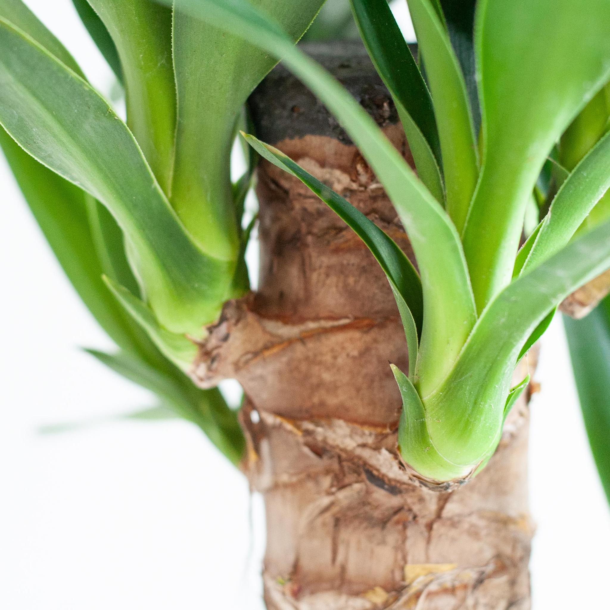 Dracaena Janet Lindt met Mand Lissabon zwart - 95cm - Ø21