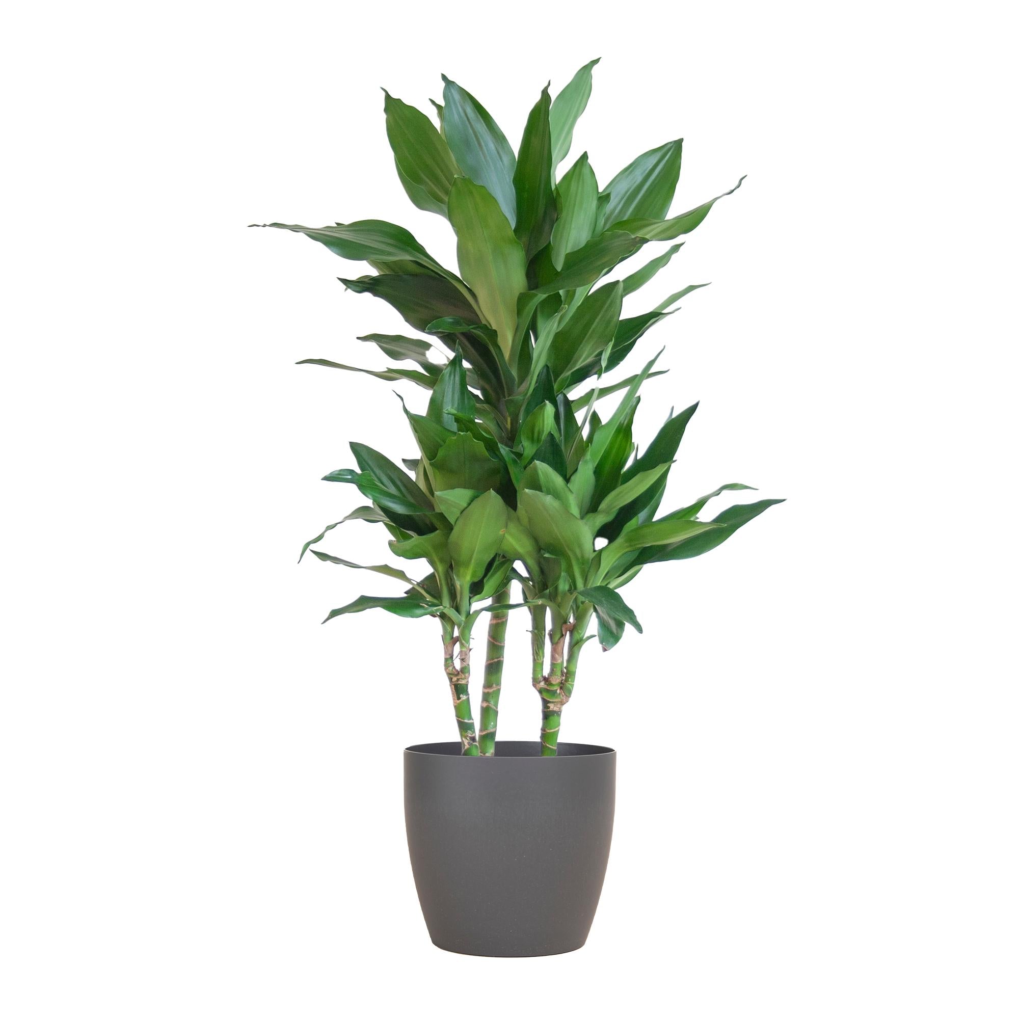 Dracaena Janet Lindt met Viber grijs - 95cm - Ø21