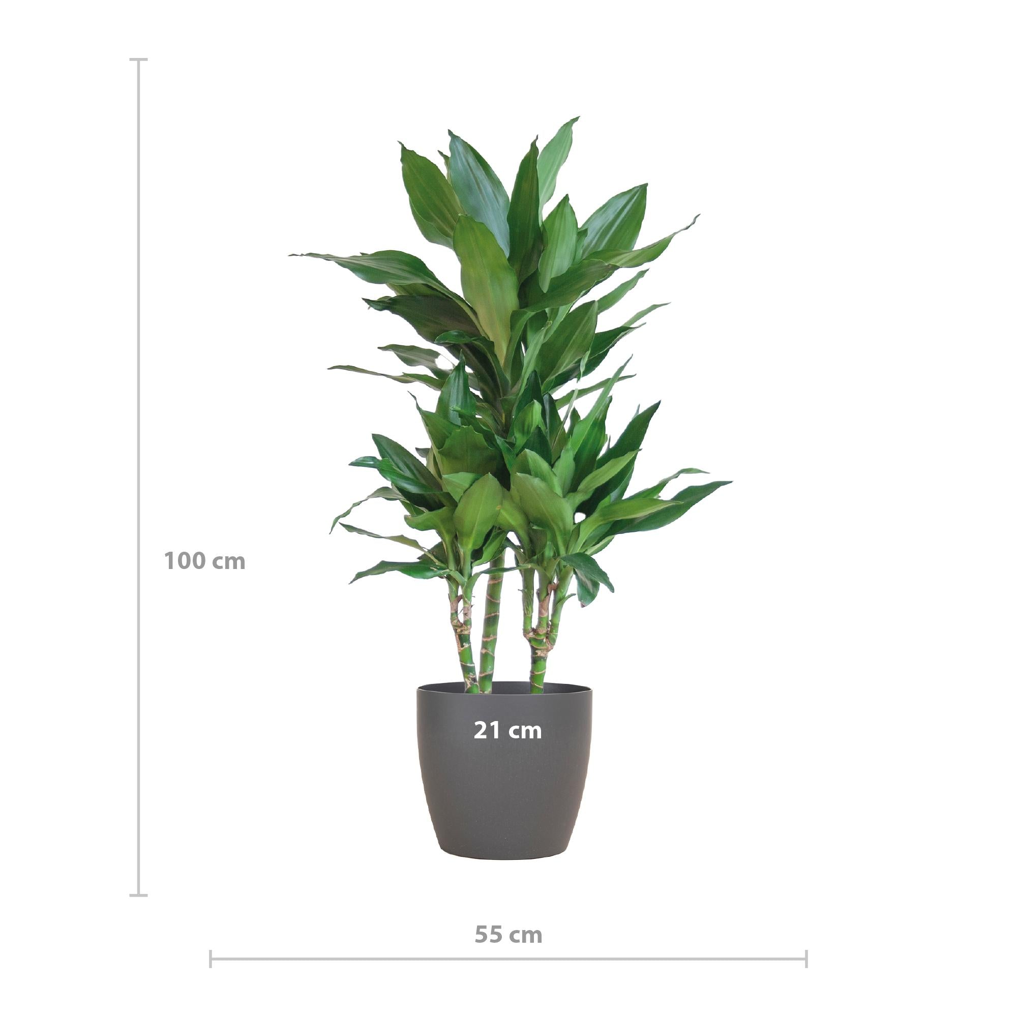 Dracaena Janet Lindt met Viber grijs - 95cm - Ø21