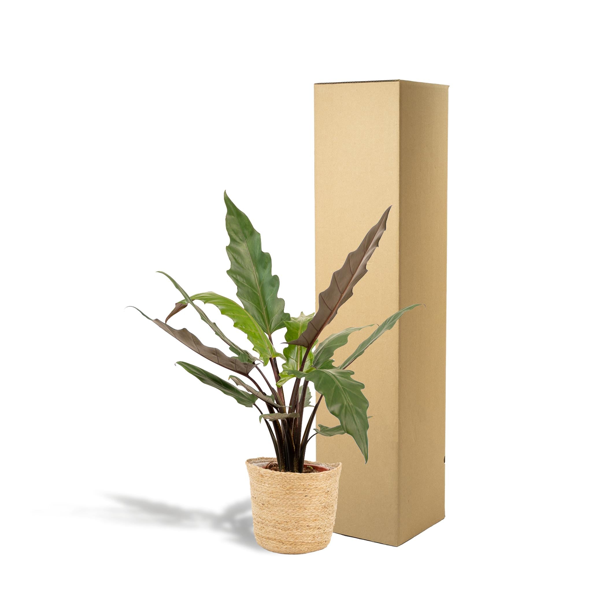 Alocasia Lauterbachiana - ↨80cm - Ø19cm + Mand Selin