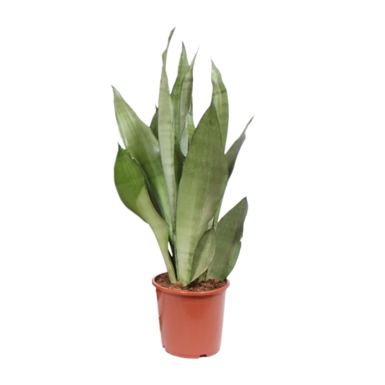 Ø17cm - ↕60cm