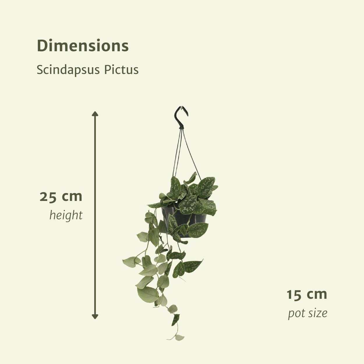 2x Scindapsus Pictus - Epipremnum - 25cm - ø15