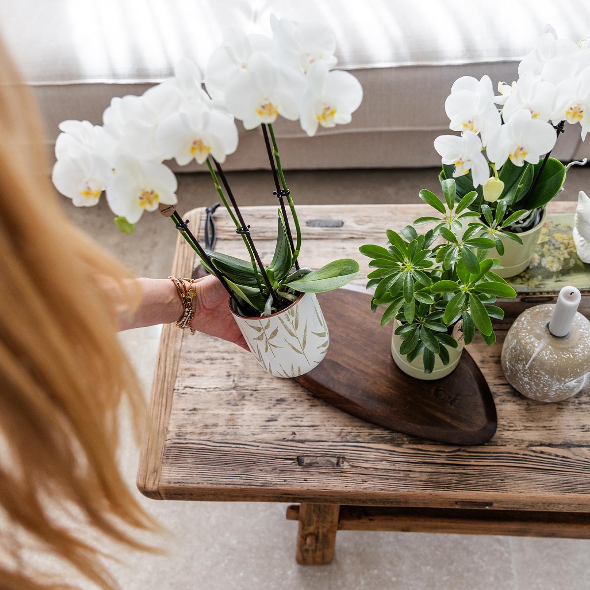 Kolibri Home | Leaf pot green - 6 cm