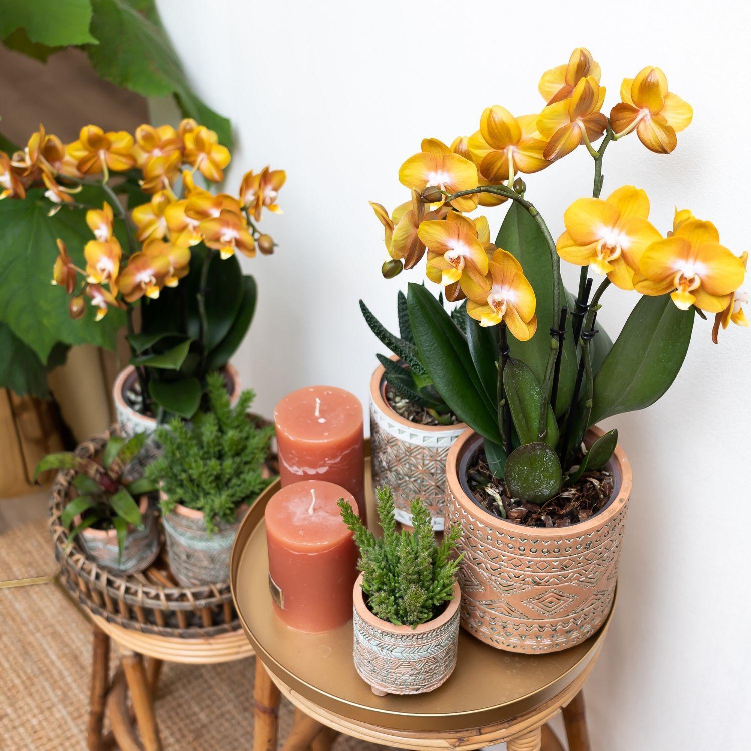 Kolibri Orchids | Oranje gouden Phalaenopsis orchidee - Jewel Las Vegas - potmaat Ø12cm - 40cm hoog | bloeiende kamerplant – vers van de kweker